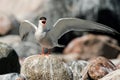 Common Tern Royalty Free Stock Photo