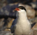 Common tern