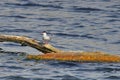 Common tern - natural reserve of the Danube Delta, landmark attraction in Romania. Summer seascape