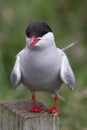 Common Tern, Farne Islands