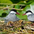 Common tern feeding its chicks (sterna hirundo)