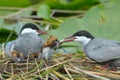 Common tern feeding its chicks sterna hirundo