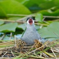 Common tern feeding its chicks sterna hirundo