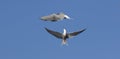 Common Tern fight in air