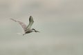 Common tern with a fish catch