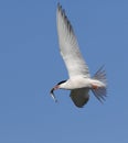 Common Tern with fish in flight. Royalty Free Stock Photo
