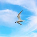 Common tern with fish in its beak Royalty Free Stock Photo