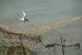 White-cheekd tern on fishing net