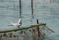 Common tern on fishing net