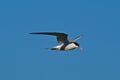 Common Tern in flight