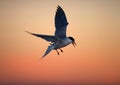 Common Tern in flight Royalty Free Stock Photo