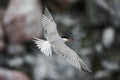 Common tern in flight. Royalty Free Stock Photo