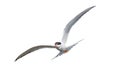 Common Tern in Flight Royalty Free Stock Photo