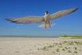 Common tern in flight Royalty Free Stock Photo