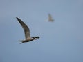 Common tern in flight against the sky Royalty Free Stock Photo