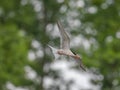 Common tern in flight against the sky Royalty Free Stock Photo