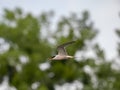Common tern in flight against the sky Royalty Free Stock Photo