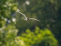 Common tern in flight against the sky Royalty Free Stock Photo