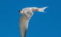 Common tern in flight on the blue sky background. Side view. Scientific name: Sterna hirundo. Ladoga Lake. Russia