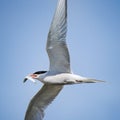 Common tern in flight while carrying a fish in its beak Royalty Free Stock Photo