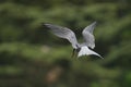Common tern in flight, eating fish on a tree branch Royalty Free Stock Photo