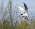 Common tern in flight with fish. Royalty Free Stock Photo