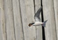 Common tern in flight with fish. Royalty Free Stock Photo