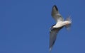 Common tern in flight with fish. Royalty Free Stock Photo