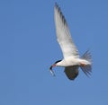 Common tern in flight with fish. Royalty Free Stock Photo