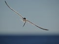 Common tern in flight with fish Royalty Free Stock Photo