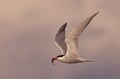 A Common tern in flight with fish against a beautiful pink sky in Canada Royalty Free Stock Photo