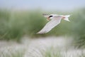 Common tern in flight with fish Royalty Free Stock Photo