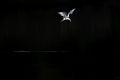 Common tern in flight full speed hunting for small fish infront of a dark background. Royalty Free Stock Photo