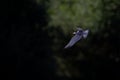 Common tern in flight full speed hunting for small fish infront of a dark background. Royalty Free Stock Photo