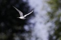 Common tern in flight full speed hunting for small fish infront of a dark background. Royalty Free Stock Photo