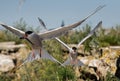 Common tern in flight holds a fish in its beak. Front view. Scientific name: Sterna hirundo. Ladoga lake. Russia Royalty Free Stock Photo