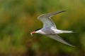 Common tern in flight with small fish for its babies Royalty Free Stock Photo