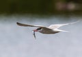 Common tern in flight with small fish for its babies Royalty Free Stock Photo