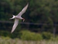 Common tern in flight with small fish for its babies Royalty Free Stock Photo