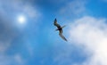 common tern flying against the blue sky Royalty Free Stock Photo