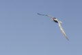 Common Tern flying with fish Royalty Free Stock Photo