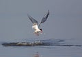 Common Tern Royalty Free Stock Photo