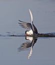 Common Tern