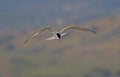 Common Tern