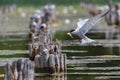 Common tern about to land with a small fish in its beak Royalty Free Stock Photo