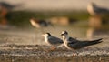 Common tern in natural habitat sterna hirundo Royalty Free Stock Photo