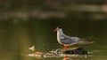 Common tern in natural habitat sterna hirundo Royalty Free Stock Photo