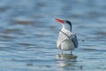 Common tern in natural habitat, sterna hirundo. Royalty Free Stock Photo