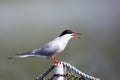 Common tern in natural habitat (sterna hirundo) Royalty Free Stock Photo