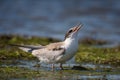 Common tern in natural habitat sterna hirundo Royalty Free Stock Photo